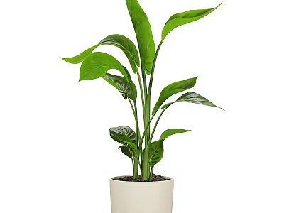 Indoor Decorative Plant Arrangement With Green Leaves And White Ceramic Pot 3d model