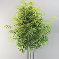 Lush Green Bamboo Plants With Dense Foliage And Slender Golden Stems For Garden Landscaping