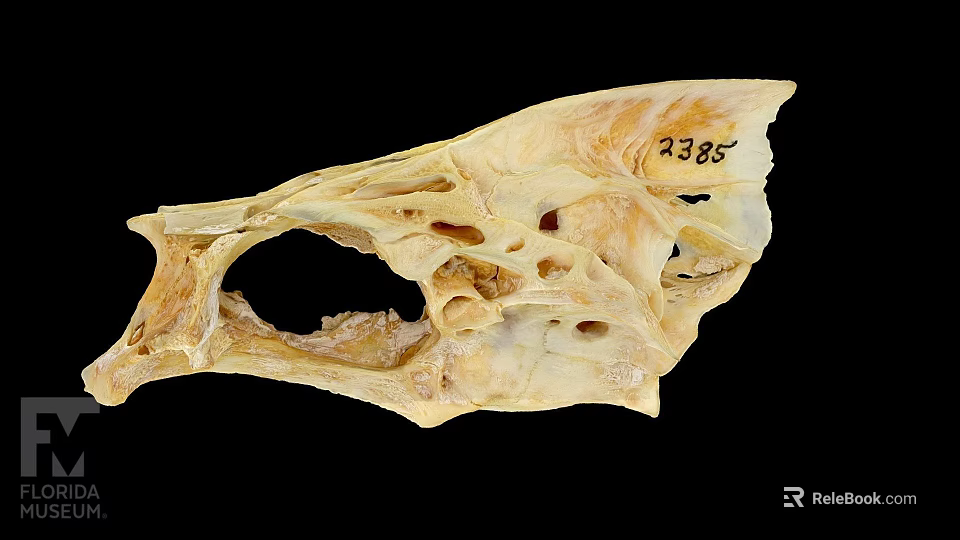 Animal Skull Specimen With Identification Number 2385 And Detailed Bone Structure 3d model 