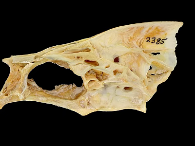 Animal Skull Specimen With Identification Number 2385 And Detailed Bone Structure 3d model