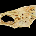 Animal Skull Specimen With Identification Number 2385 And Detailed Bone Structure