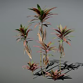 Vibrant Leafy Plants Featuring Pink And Green Leaves On Slender Stems Against Gray Background