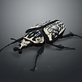 Black and White Patterned Beetle with Intricate Carapace Design Long Antennae and Segmented Legs