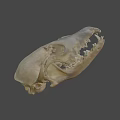 Detailed Animal Skull Specimen In Science Lab Research Environment