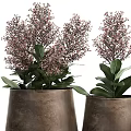 Bonsai Potted Plants In Metal Pots With Pink Small Flowers And Green Leaves