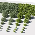 Different Types of Shrubs for Garden Landscaping with Green Hedge and Various Sizes