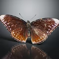 Brown Butterfly With White Spots On Wings Resting On Black Surface With Reflection