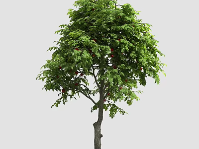Tall Arbor With Lush Green Leaves And Vibrant Foliage In Natural Setting 3d model