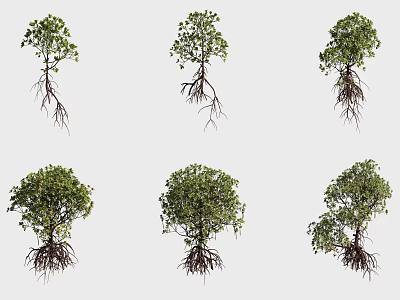 Various Types of Shrubs With Visible Roots And Different Growth Forms 3d model