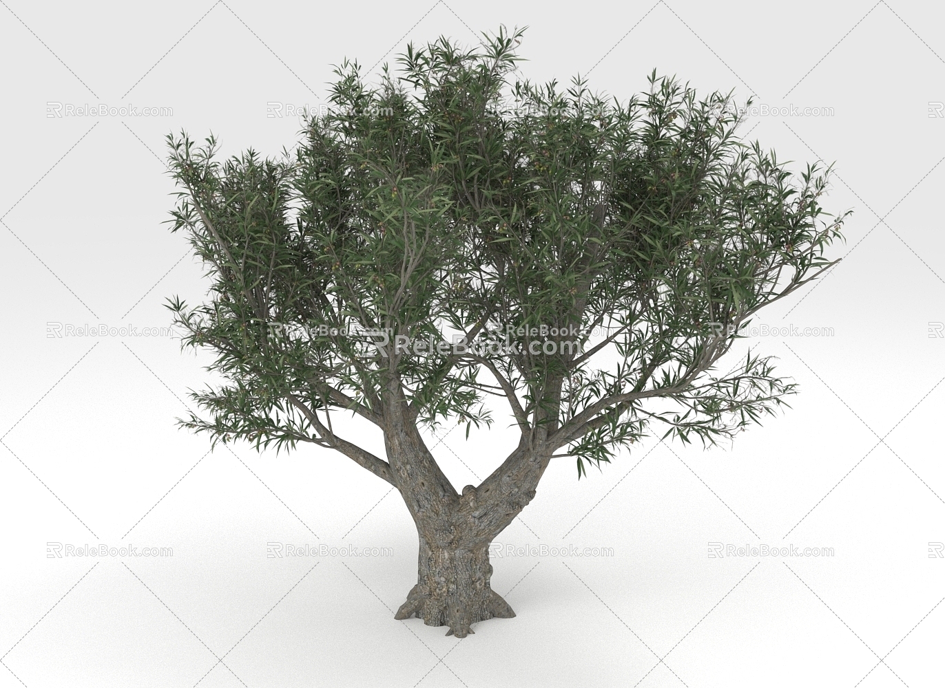 Olive Trees Plants model