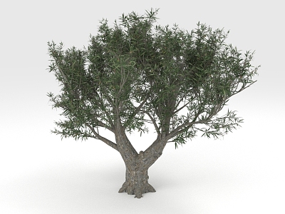 Olive Trees Plants model