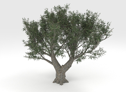 Olive Trees Plants 3d model