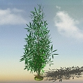 Bamboo 3d model