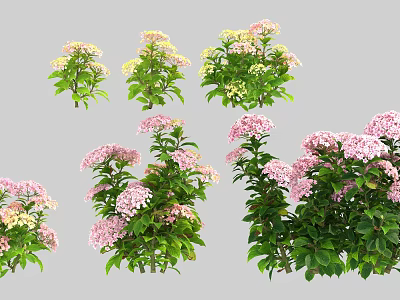 Vibrant Hydrangea Flowers With Pink White Blooms And Green Foliage Leaves 3d model