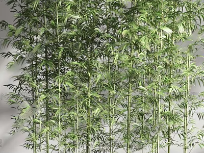 Lush Bamboo Plants With Green Stems And Foliage 3d model