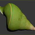 Green Conch Shell Organ Structure With Yellow Stripes And Hairy Texture