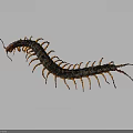 Black Centipede With Multiple Orange Legs And Long Segmented Body On Gray Background 3d model