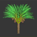 Green Palm Tree With Lush Fronds And Brown Trunk For Tropical Decor
