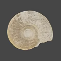 Detailed Natural Ivory Seashell With Textured Surface On Gray Background