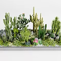 Various Cacti And Succulents Decorative Arrangement In Gray Tray With Small Stones And Moss