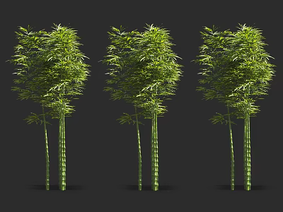 Green Bamboo Plants With Tall Stems And Lush Foliage In Natural Setting 3d model