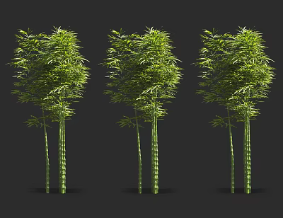 Green Bamboo Plants With Tall Stems And Lush Foliage In Natural Setting 3d model