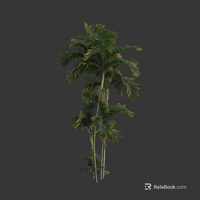 Tropical Tree With Lush Green Fronds And Slender Trunks Healthy Natural Look 3d model 