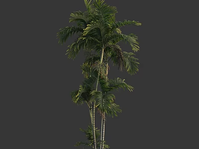 Tropical Tree With Lush Green Fronds And Slender Trunks Healthy Natural Look 3d model