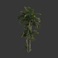 Tropical Tree With Lush Green Fronds And Slender Trunks Healthy Natural Look