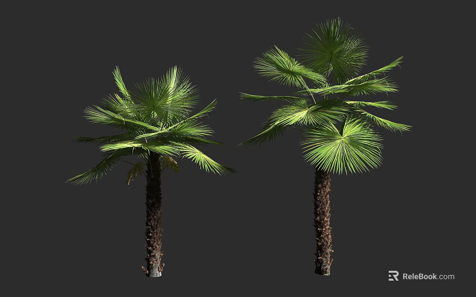 Tall Palm Trees With Green Fronds And Brown Trunks In Natural Scene 3d model 