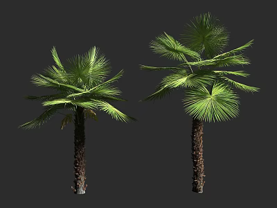 Tall Palm Trees With Green Fronds And Brown Trunks In Natural Scene 3d model