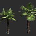 Tall Palm Trees With Green Fronds And Brown Trunks In Natural Scene