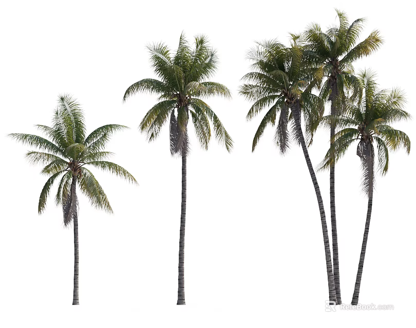 Tall Tropical Palm Trees With Green Fronds And Slender Trunks Isolated On White Background 3d model 
