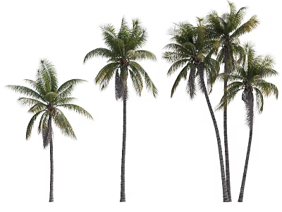 Tall Tropical Palm Trees With Green Fronds And Slender Trunks Isolated On White Background 3d model