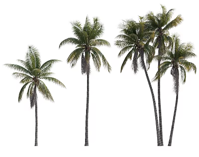Tall Tropical Palm Trees With Green Fronds And Slender Trunks Isolated On White Background 3d model