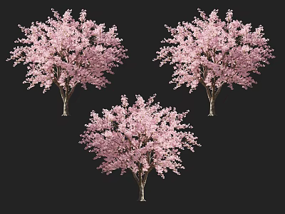 Three Lush Trees With Pink Blossoms In Full Bloom Against Dark Backdrop 3d model