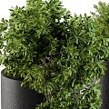 Two Green Bonsai Potted Plants In Black Ceramic Pots With Trays On Stand