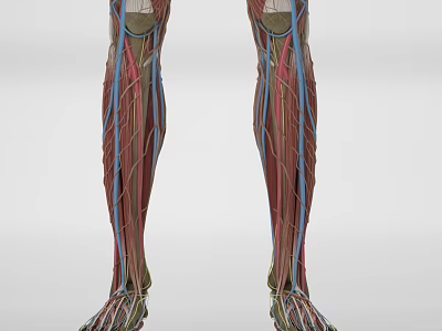 Anatomical View Of Human Head Organ Showing Muscles Blood Vessels Structure 3d model