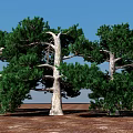 Tall Trees with Lush Green Foliage and Strong Trunks Under Blue Sky
