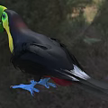 Rainbow toucan Thick-billed toucan named subspecies Rainbow-billed toucan Rainbow and Bird Animal Creatures 3d model