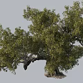 Lush Olive Tree With Thick Trunk Full Green Foliage And Spreading Canopy