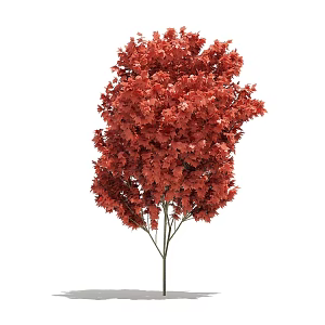 Plant Tree Outdoor Landscape Tree Garden Landscape Tree Red Tree Maple Tree Flower Tree 3d model