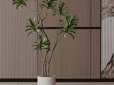 Potted Bonsai With Slender Branches And Lush Green Leaves In White Ceramic Pot 3d model