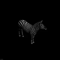 Zebra With Black And White Stripes Standing In Side Profile View