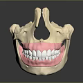 Human Skull Oral Anatomy Model With Detailed Teeth And Pink Gums