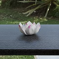White Lotus Shaped Vase With Pink Edges On Black Textured Table Green Grass Background