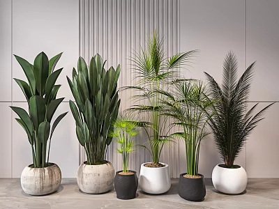 Indoor Potted Plants With Various Green Leaves And Different Colored Pots Against Striped Wall 3d model
