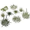 Various Green Herbs And Grasses With Diverse Shapes On White Background