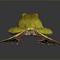 Frog Poison Frog Game Frog Reptile Cold Blooded Animal Reptile 3d model