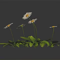 Fresh White Daisies with White Petals Yellow Centers and Green Leaves on Black Background